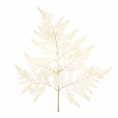 Листья папоротника, стабилизированные, Белые